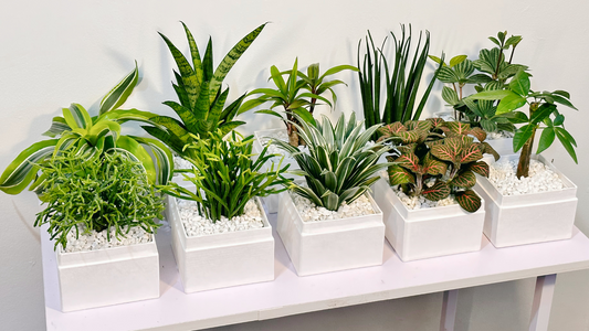 Indoor Gardening 101: Elevate Your Space with Urban Farmer Manila