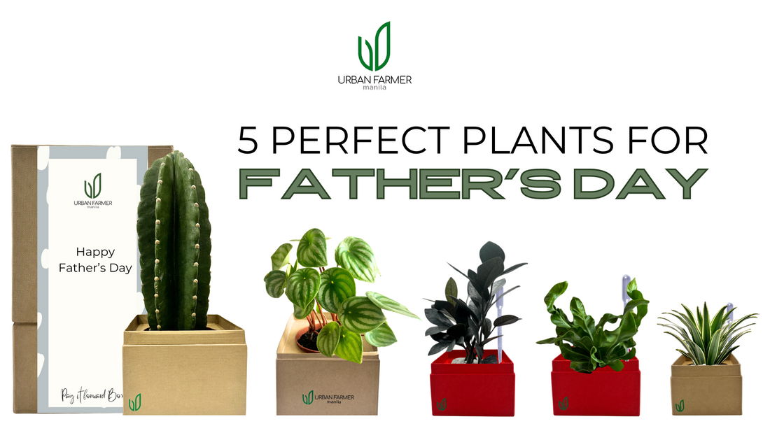 5 Perfect Plants for Father's Day!