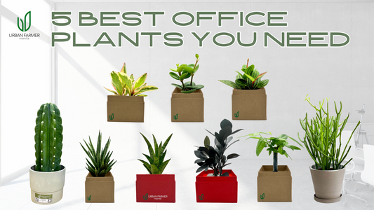 5 Best Office Plants You Need