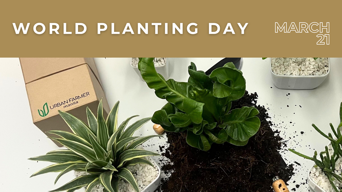 Celebrating World Planting Day and Filipino Plant Culture