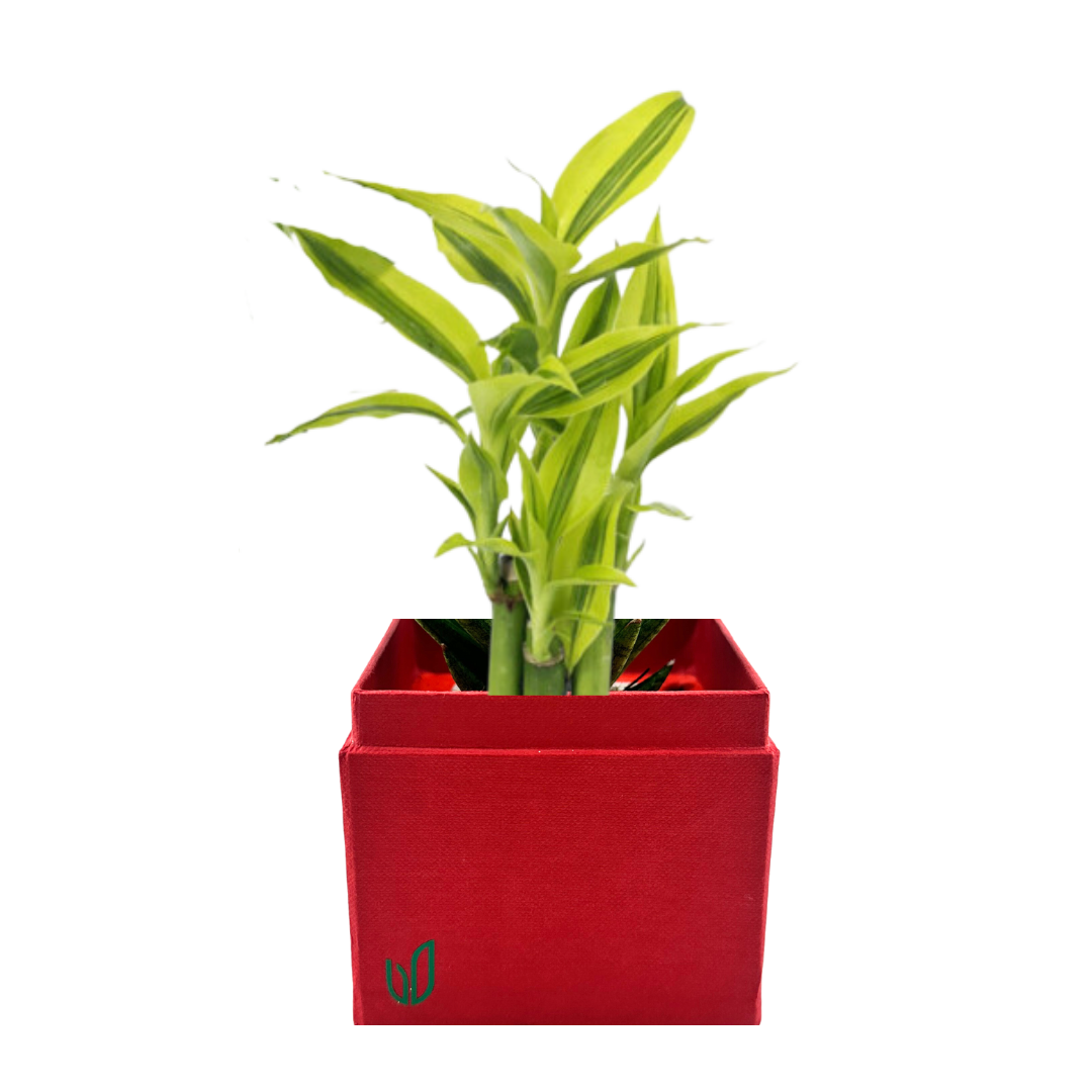 Mini Lucky Bamboo (2025 Chinese New Year) Plant Box