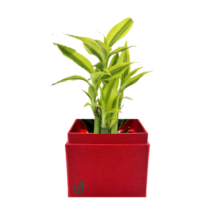 Mini Lucky Bamboo (2025 Chinese New Year) Plant Box