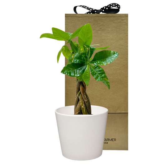 Braided Money Tree Special Plant Box