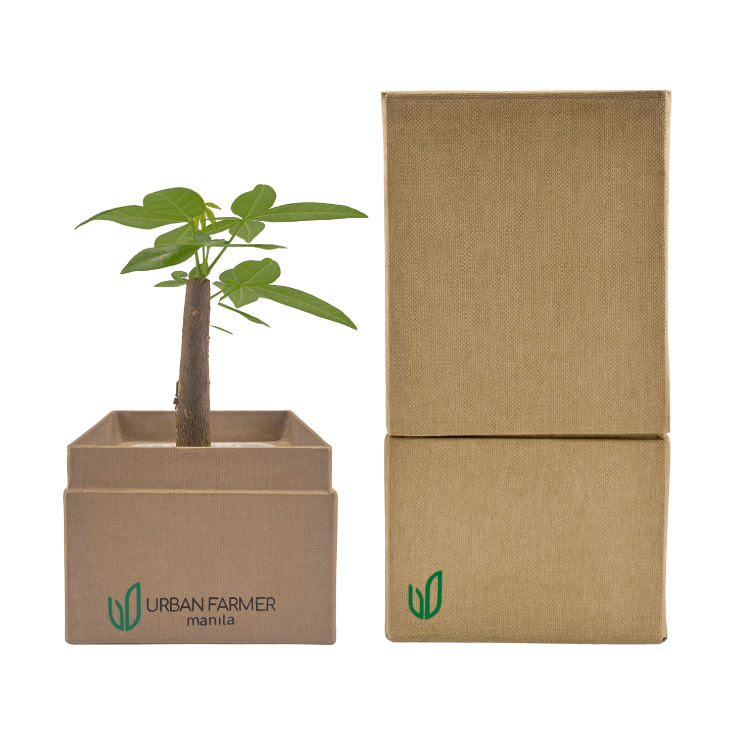 Bonsai Money Tree in brown box beside brown plant box