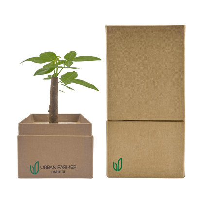 Bonsai Money Tree in brown box beside brown plant box