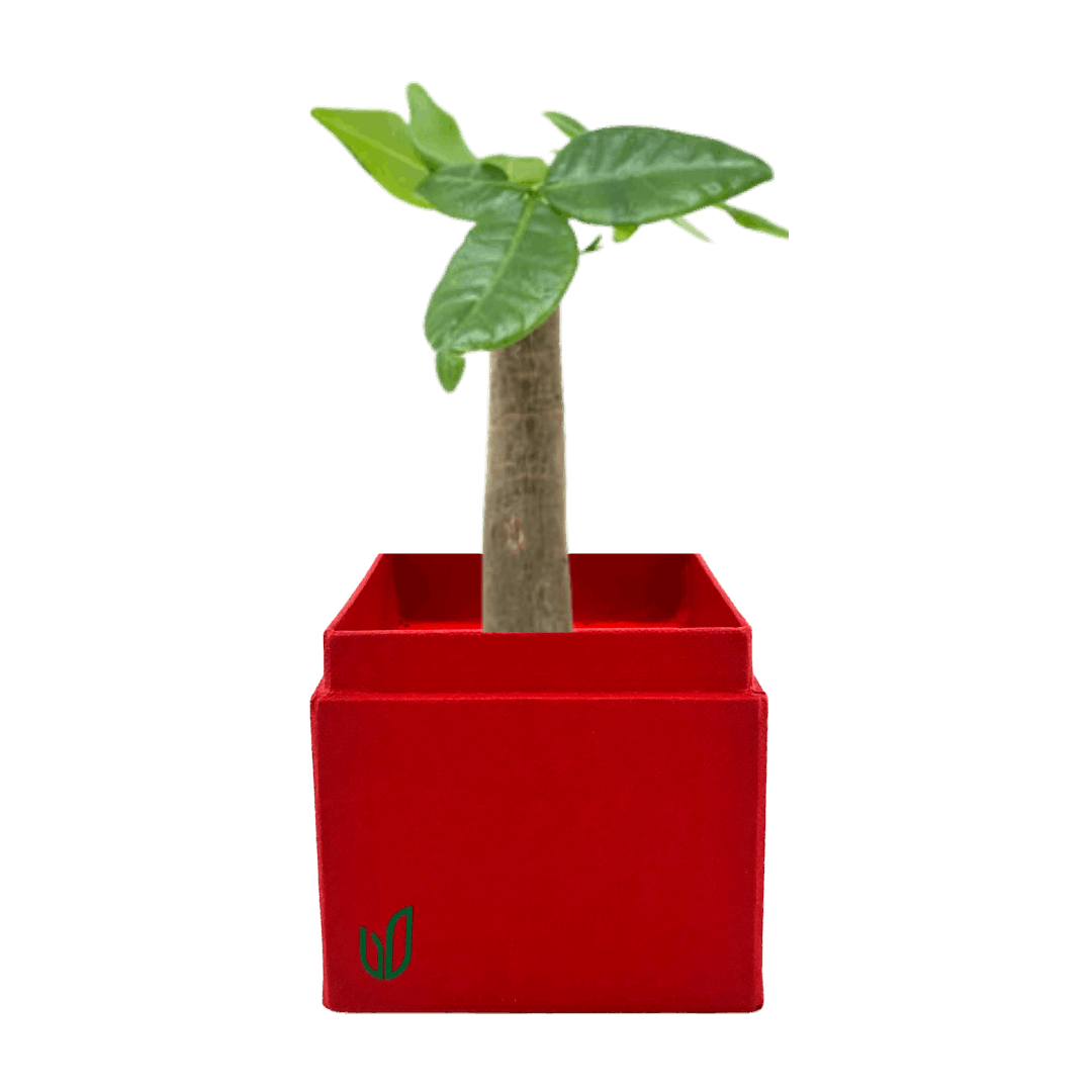 Mini Bonsai Money Tree