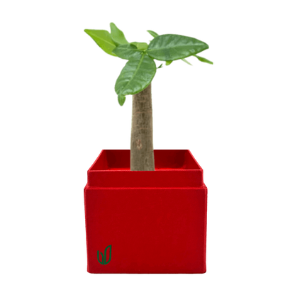 Mini Bonsai Money Tree