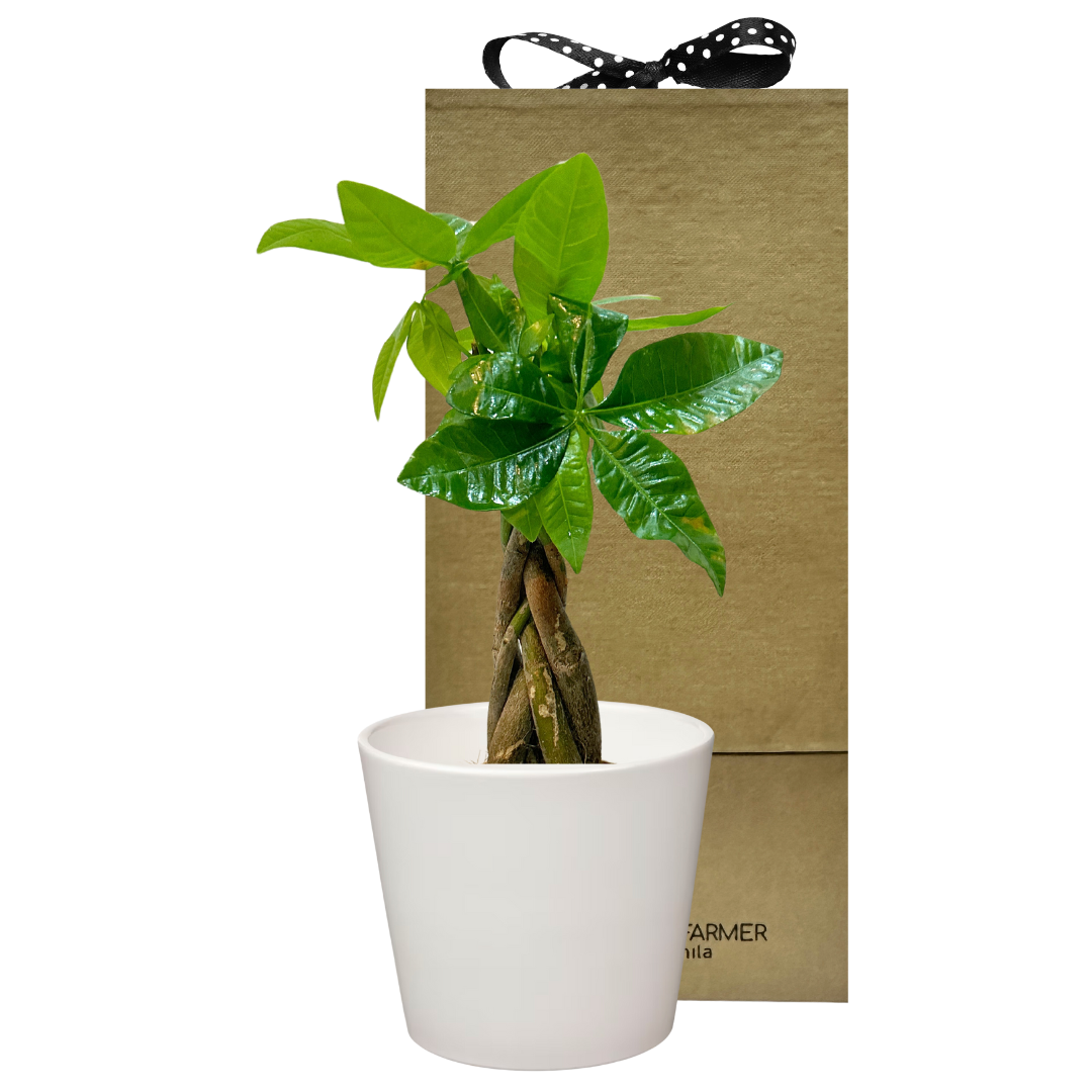 Braided Money Tree Special Plant Box