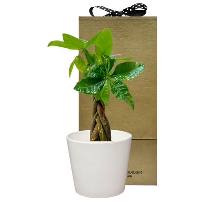 Braided Money Tree Special Plant Box