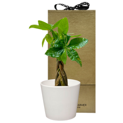 Braided Money Tree Special Plant Box