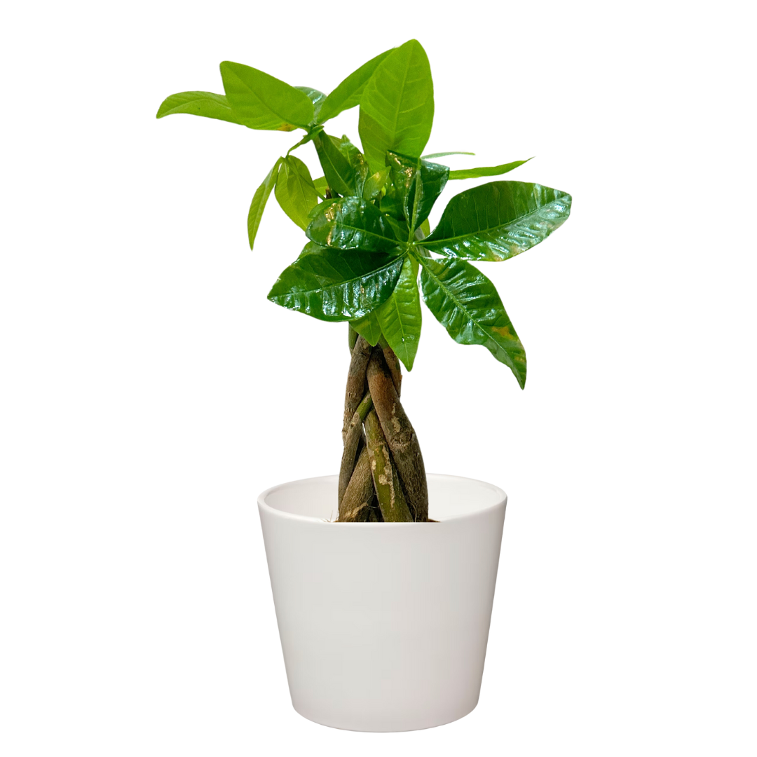 Braided Money Tree Special Plant Box