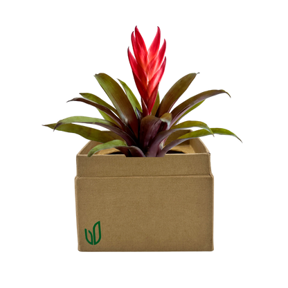 Bromeliad Regular Plant Box