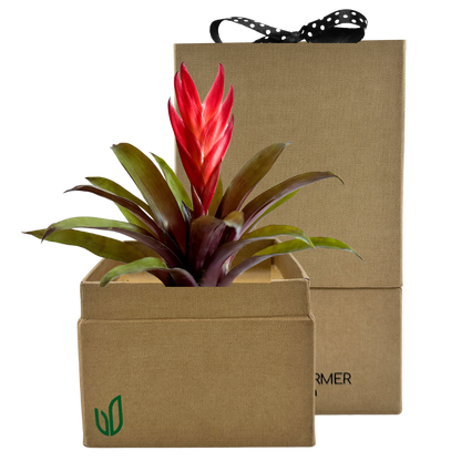 Bromeliad Regular Plant Box