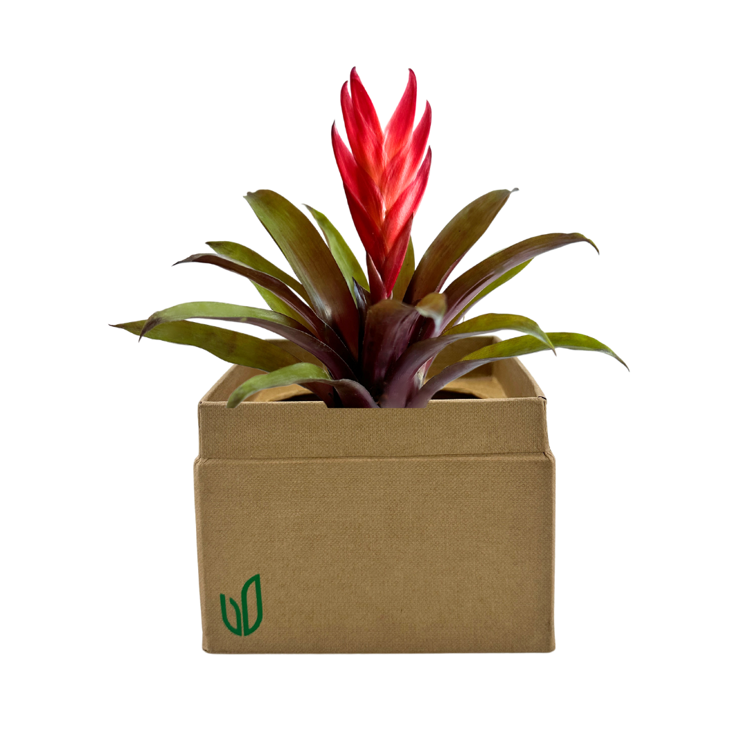 Bromeliad Regular Plant Box