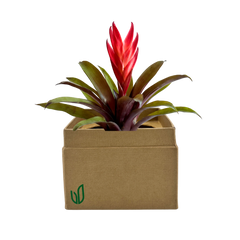 Bromeliad Regular Plant Box