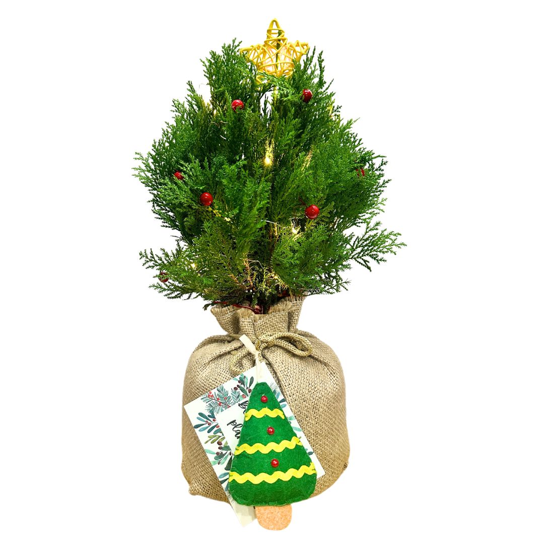 Dwarf Conifer Pine Tree in Jute Sack