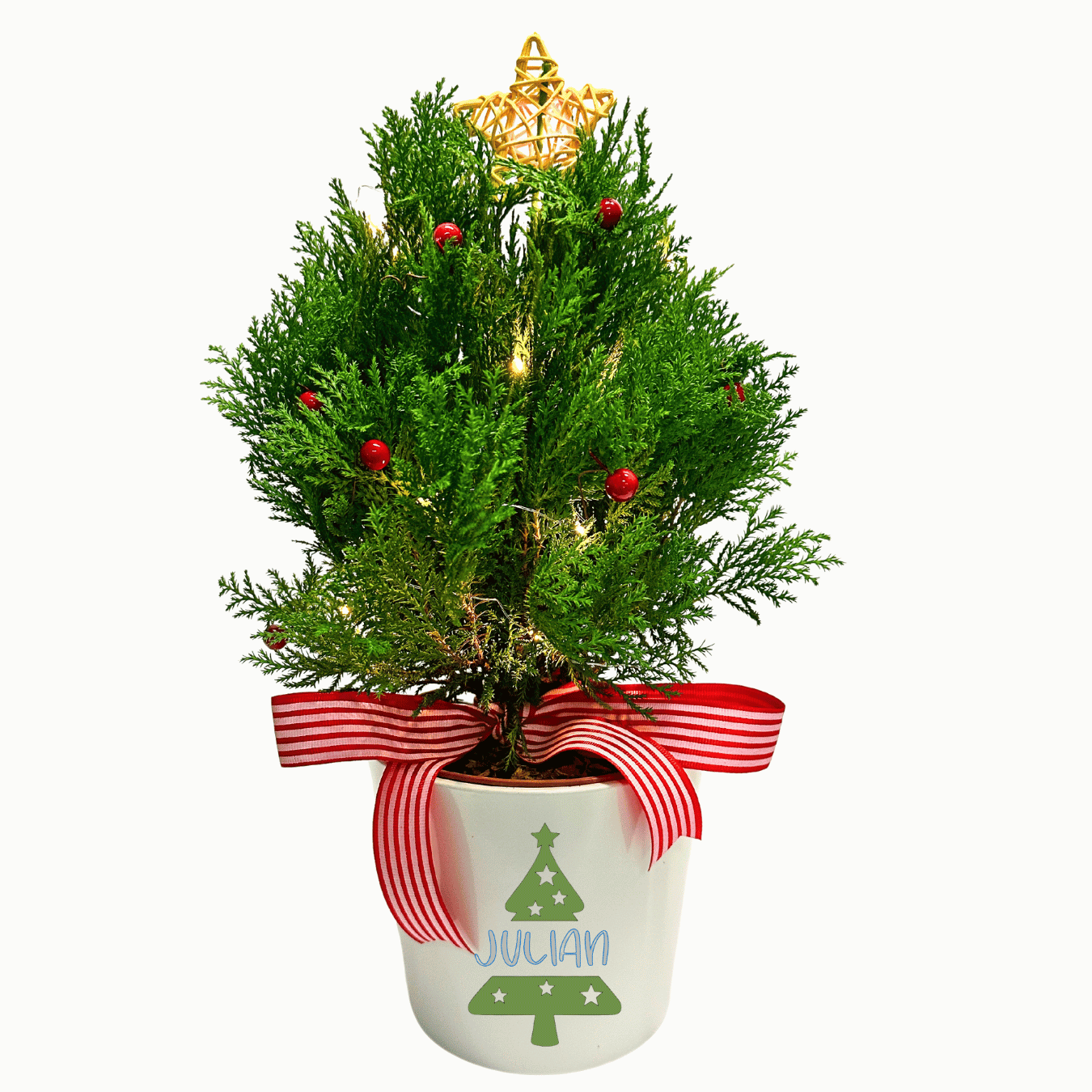 Dwarf Conifer Potted Pine Tree- Customize name