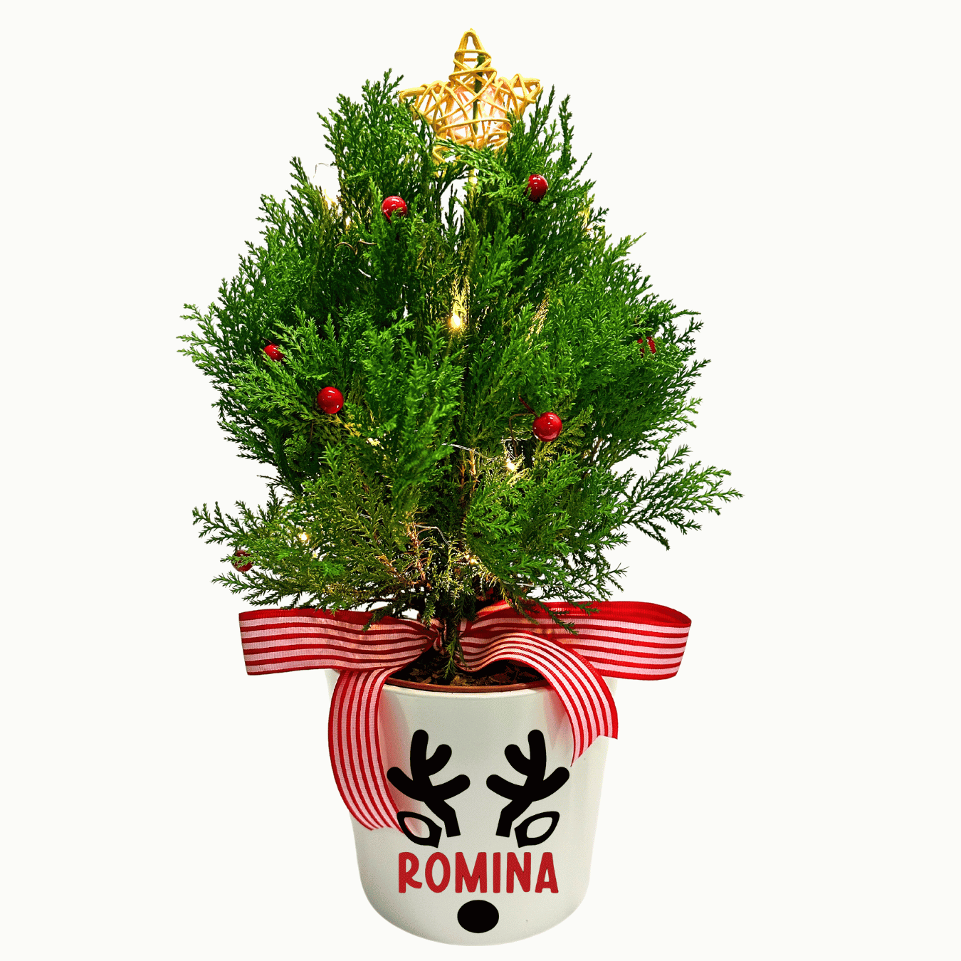 Dwarf Conifer Potted Pine Tree- Customize name