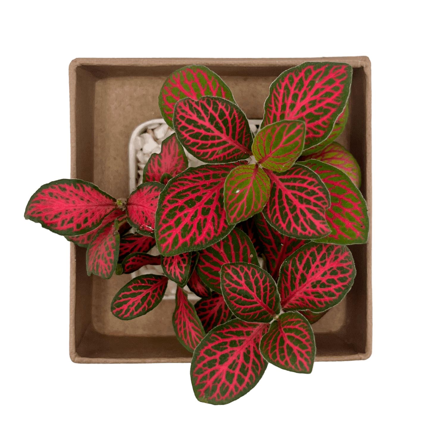 Fittonia Red Forest Mini