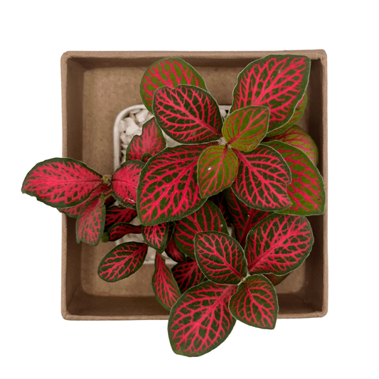 Fittonia Red Forest Mini