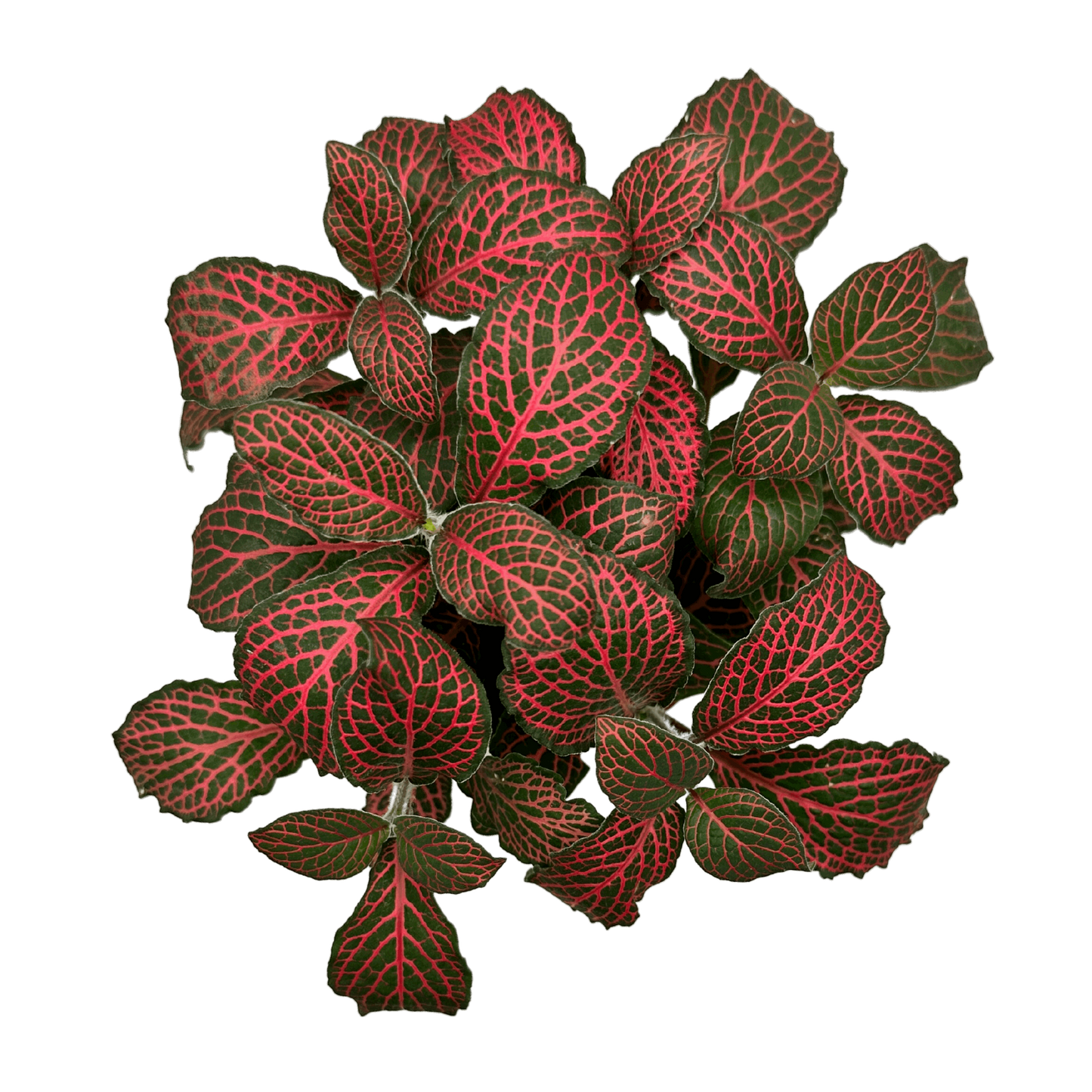 Fittonia Red Forest Regular