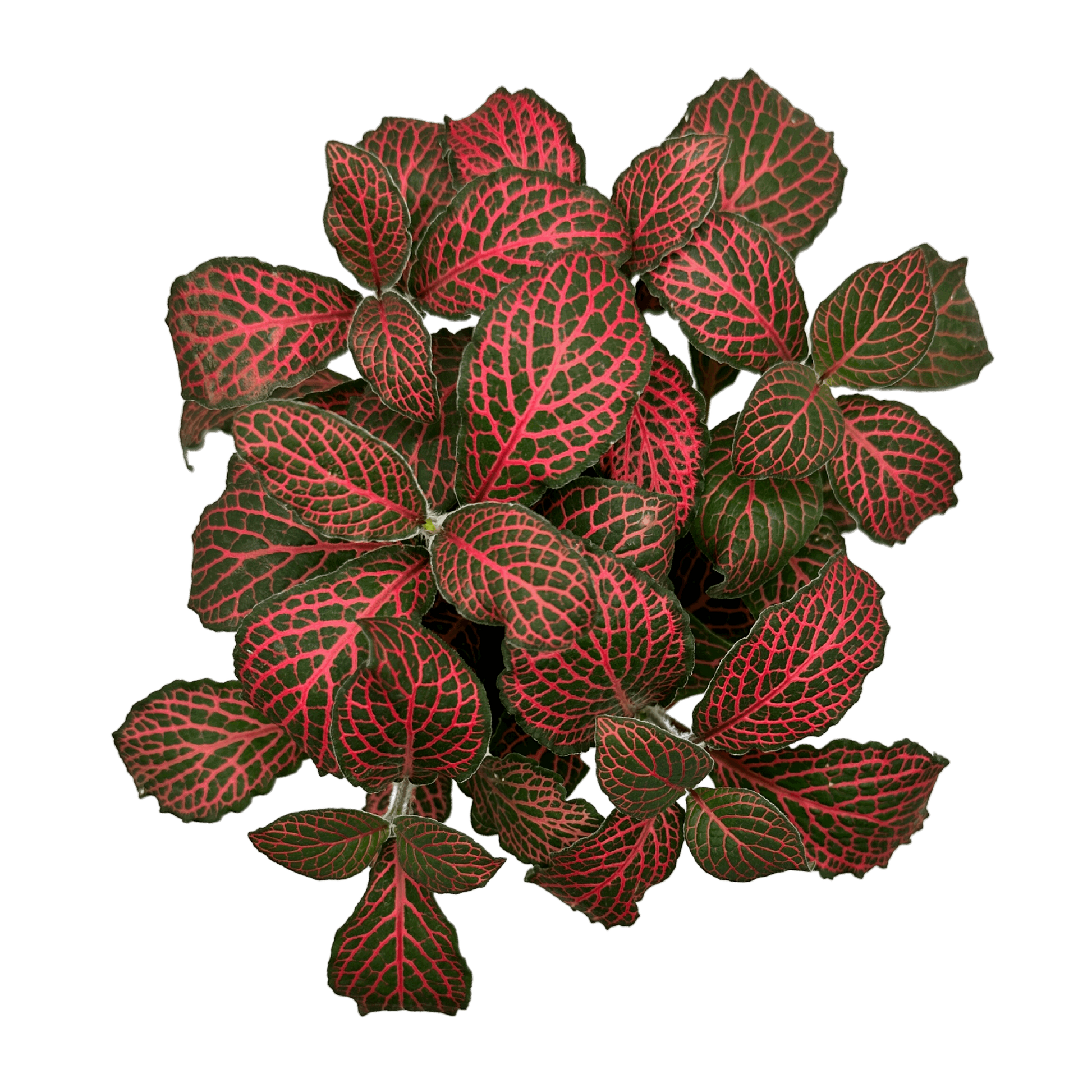 Fittonia Red Forest Regular