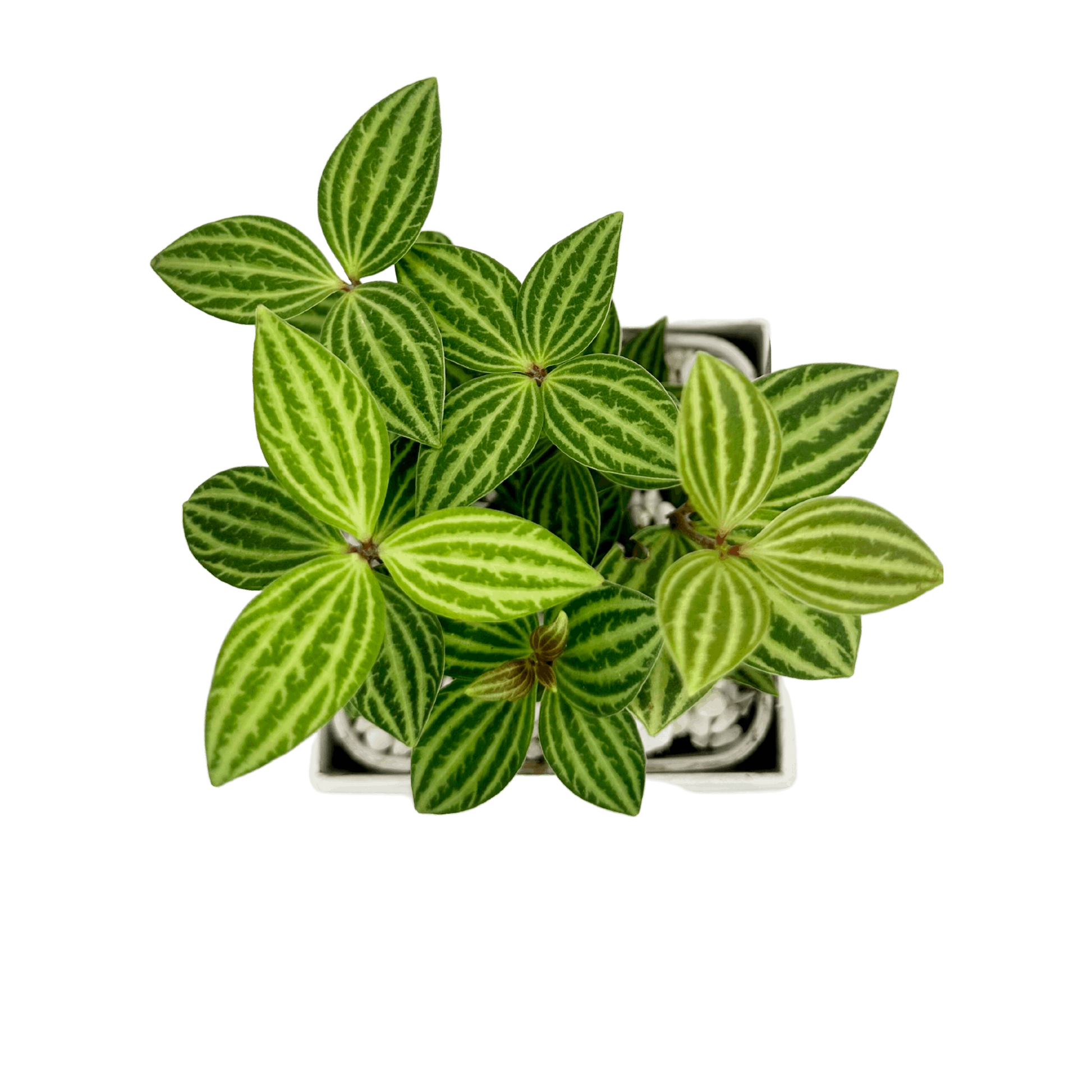 Parallel Peperomia