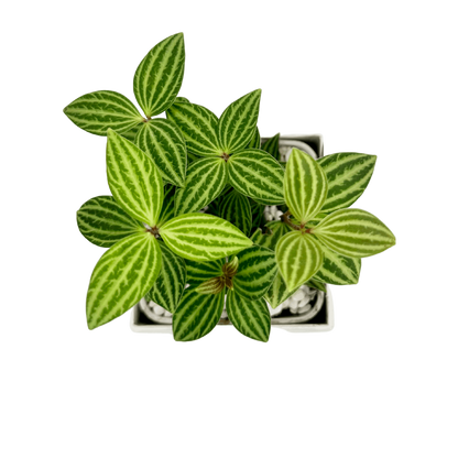 Parallel Peperomia