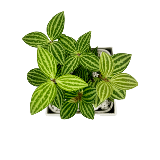 Parallel Peperomia