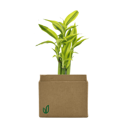 Mini Lucky Bamboo