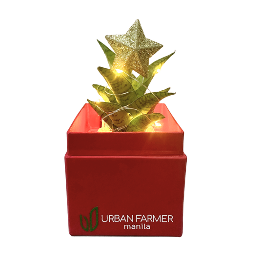 Mini Boxes – Urban Farmer Mnl