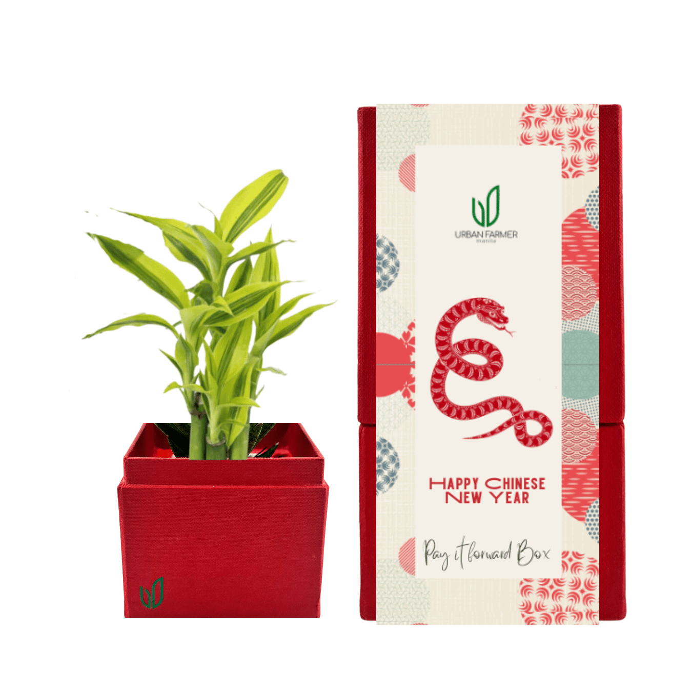 Mini Lucky Bamboo (2025 Chinese New Year) Plant Box