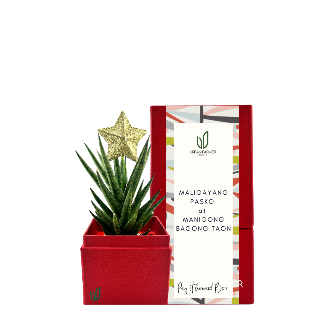 Mini Sansevieria Francisii Christmas Tree Plant Box