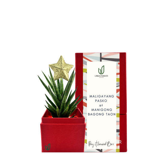 Mini Sansevieria Francisii Christmas Tree Plant Box