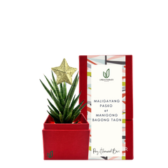 Mini Sansevieria Francisii Christmas Tree Plant Box