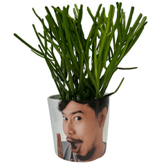 Pencil Cactus Customized Regular Pay It Forward Plant Pot