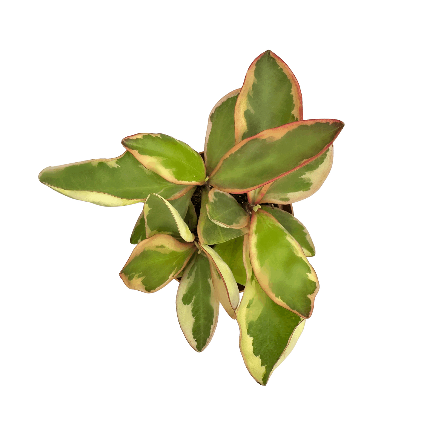 Peperomia Jelly