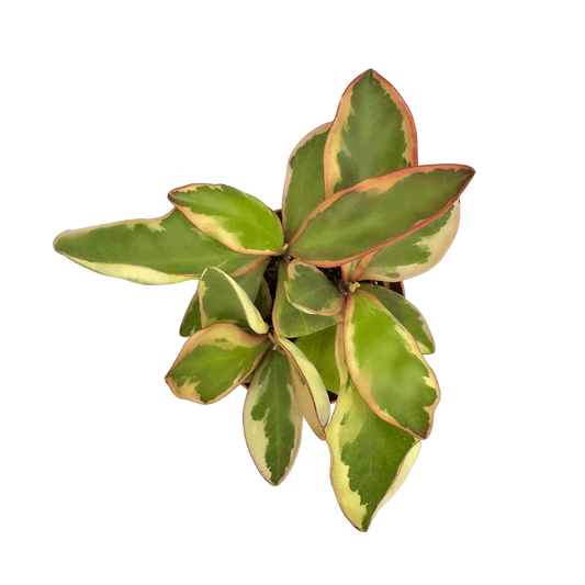 Peperomia Jelly