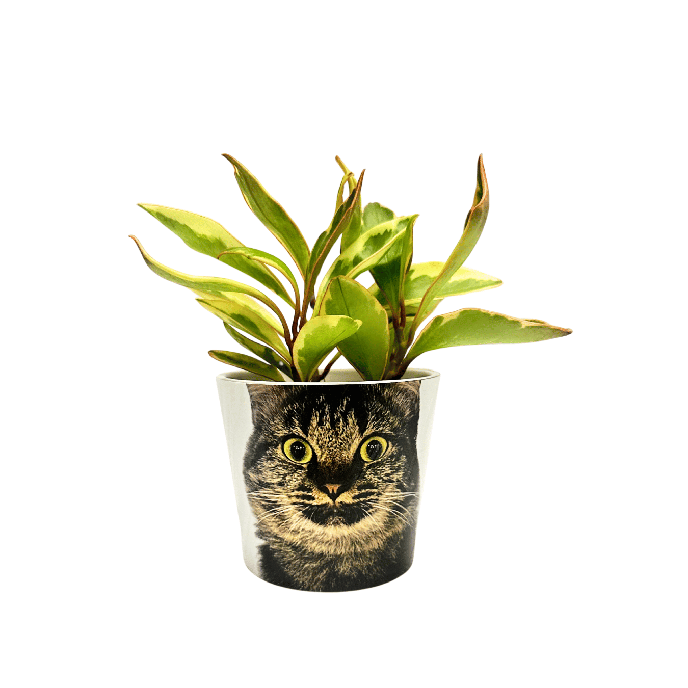 Peperomia Jelly Customized Small Pay It Forward Plant Pot