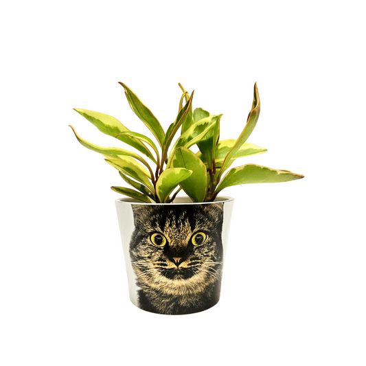 Peperomia Jelly Customized Small Pay It Forward Plant Pot