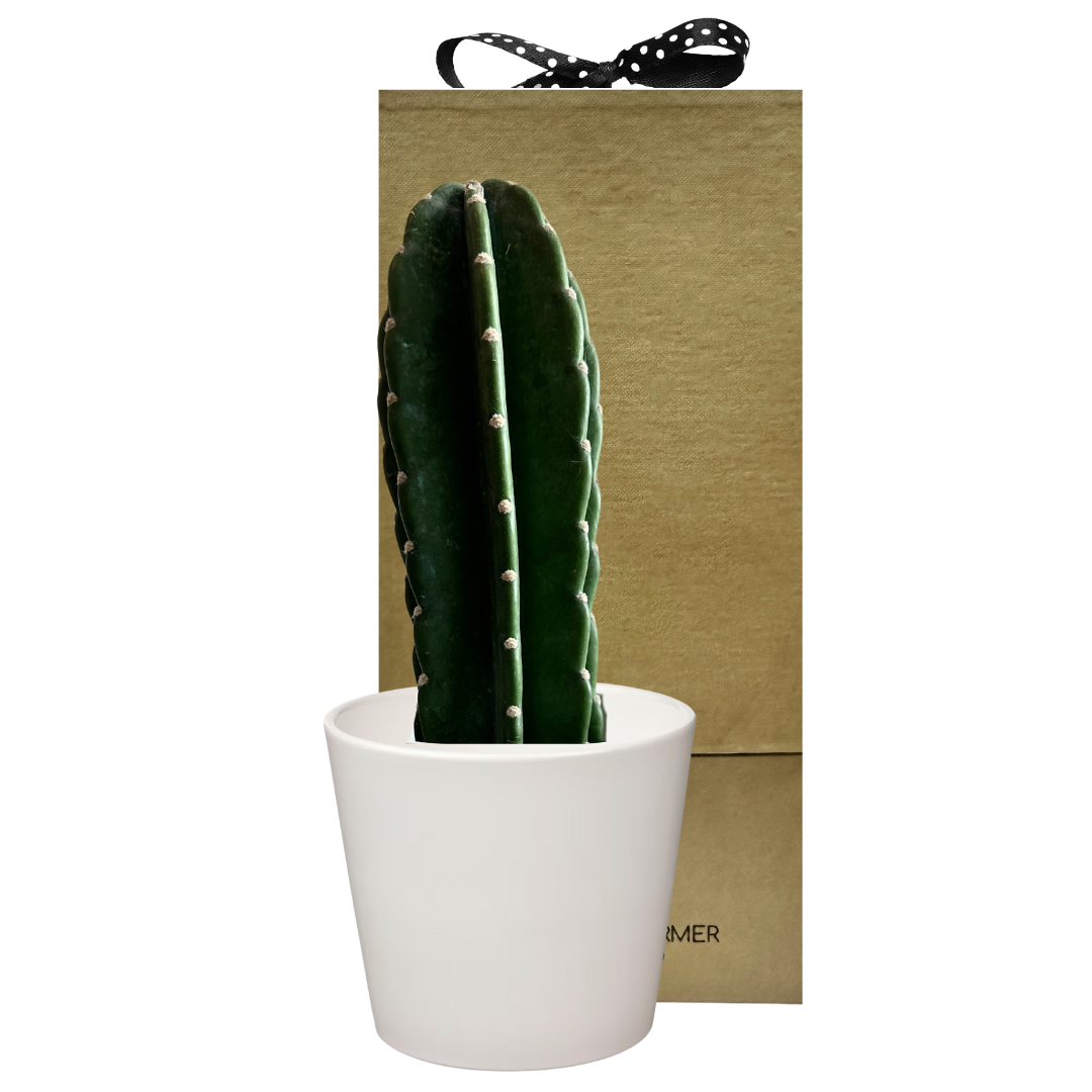 Pole Cactus