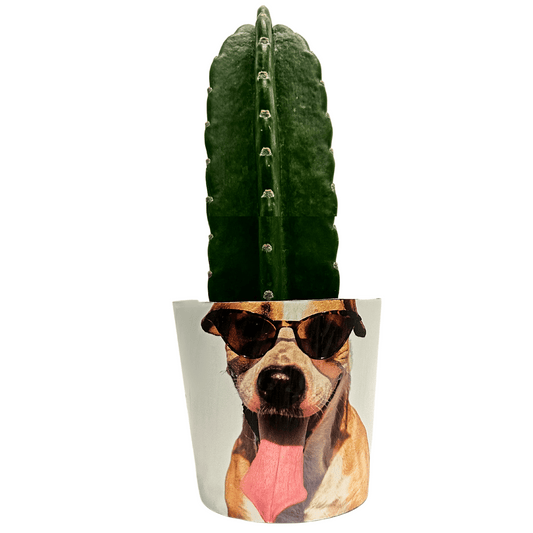 Pole Cactus Customized Regular Pay It Forward Plant Pot