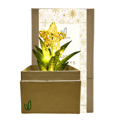 Sansevieria Hybrid Christmas Tree Regular Plant Box