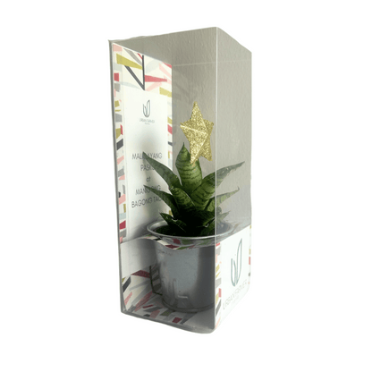 Tiny Hybrid Christmas Tree Plant Pot