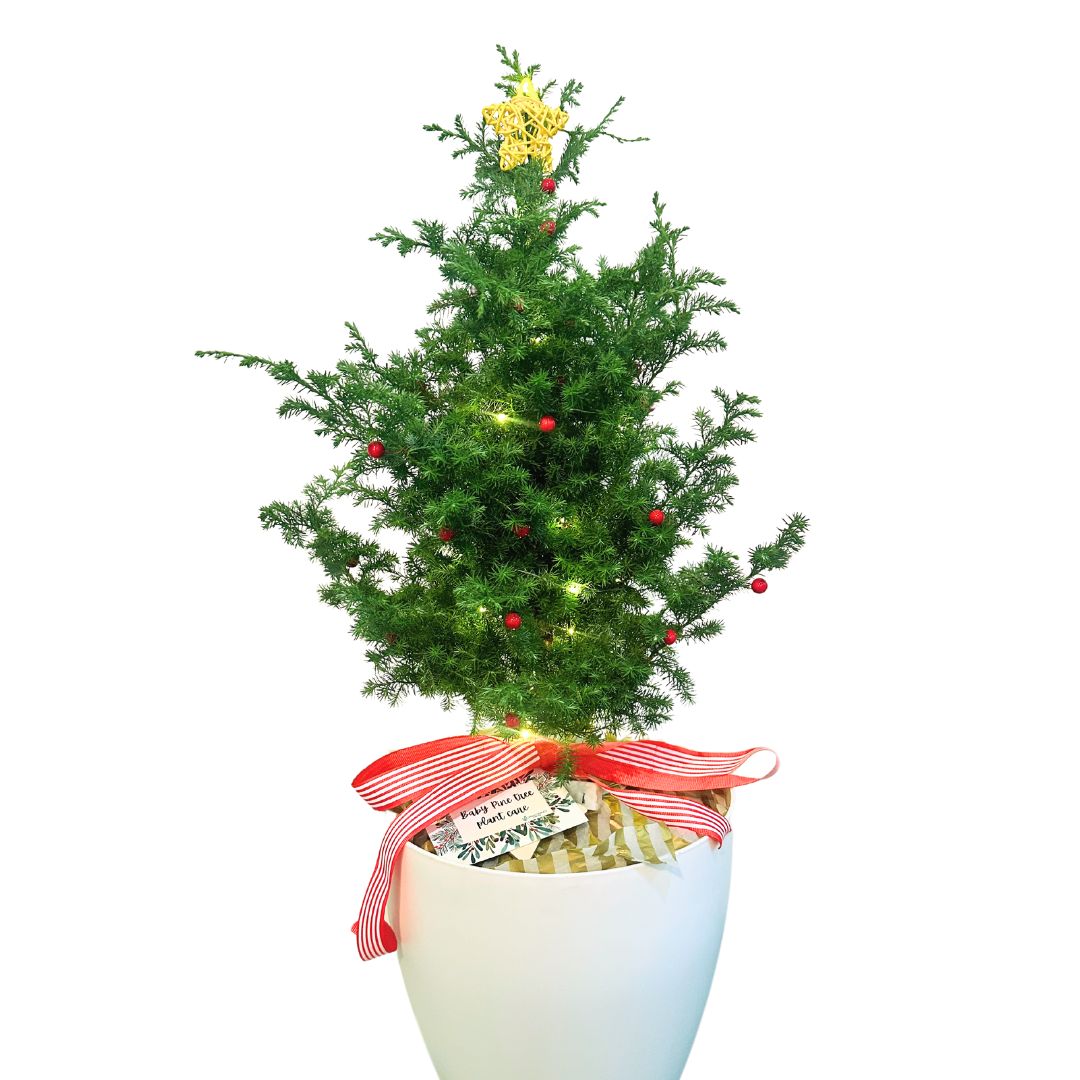 Silver Pine tree In Pot