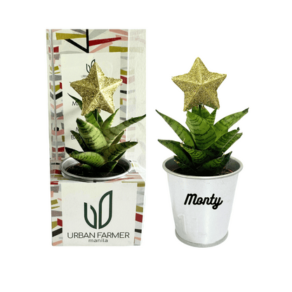 Tiny Hybrid Christmas Tree Plant Pot