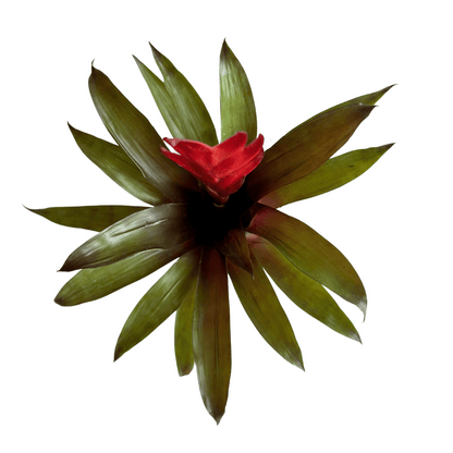 Bromeliad Regular Plant Box