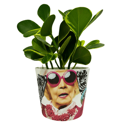 Variegated Autograph Tree Customized Regular Plant Pot