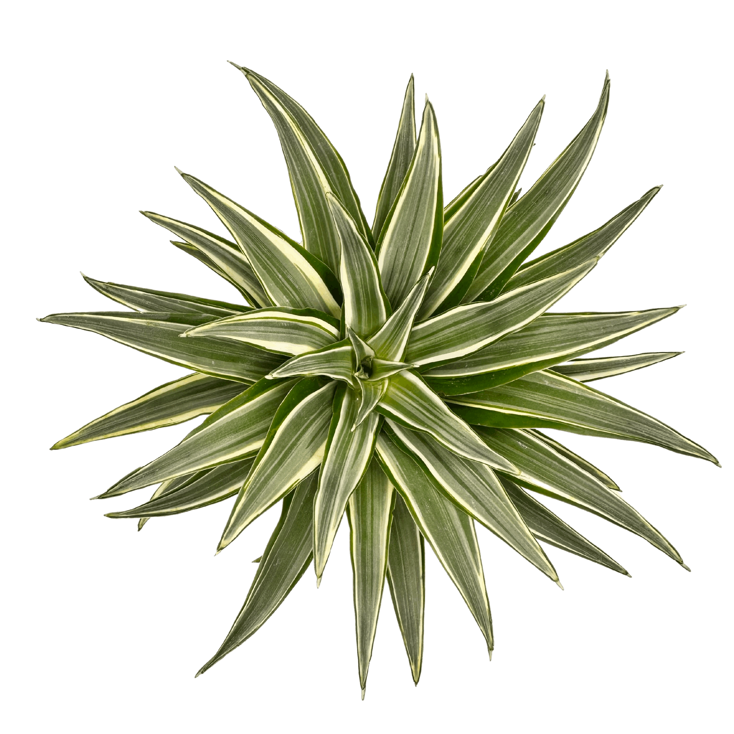 Dracaena Warneckii Top View