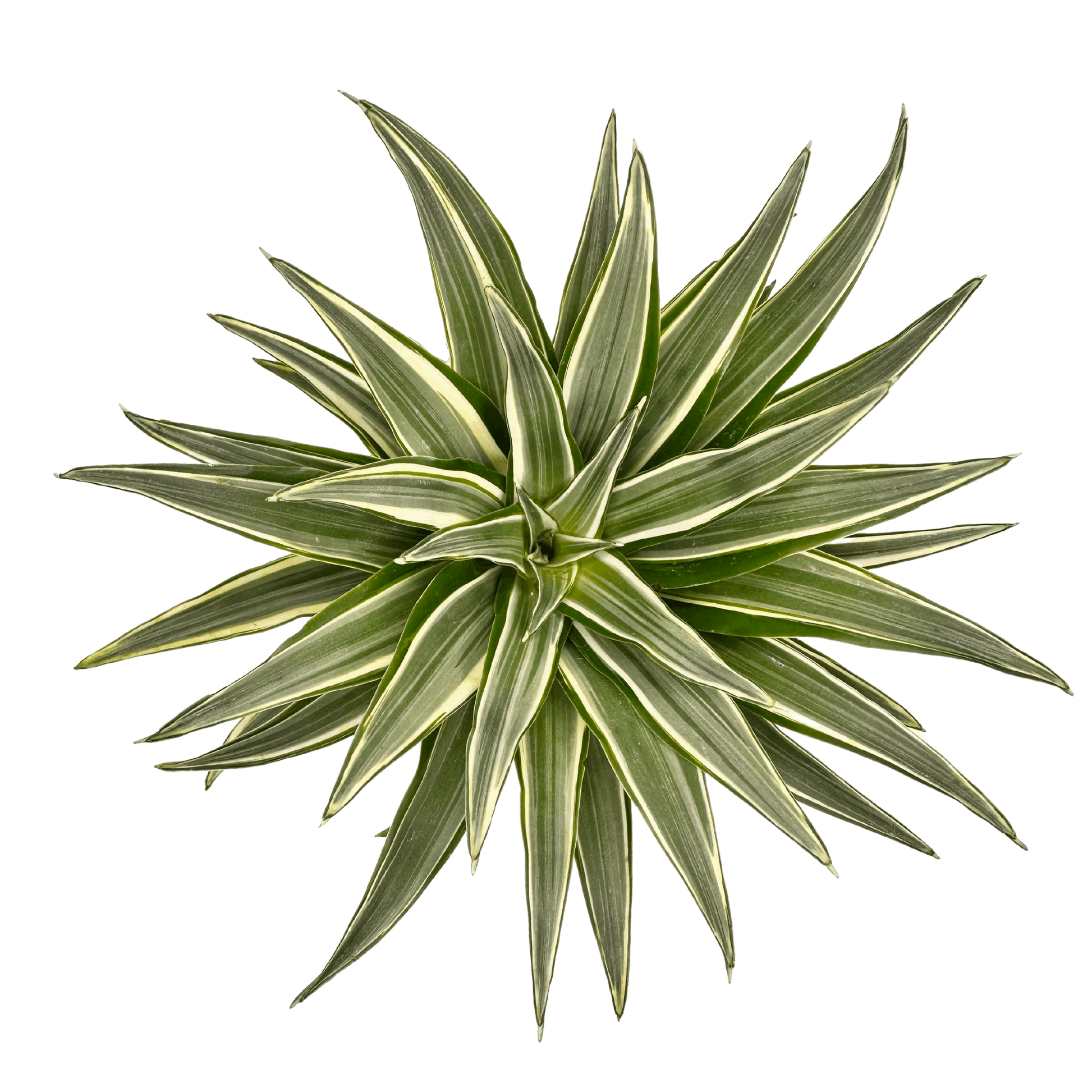 Dracaena Warneckii Top View